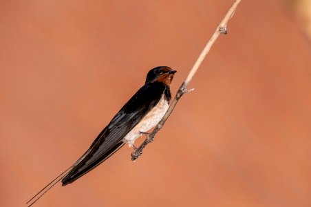 Bird, Fauna, Beak, Swallow photo