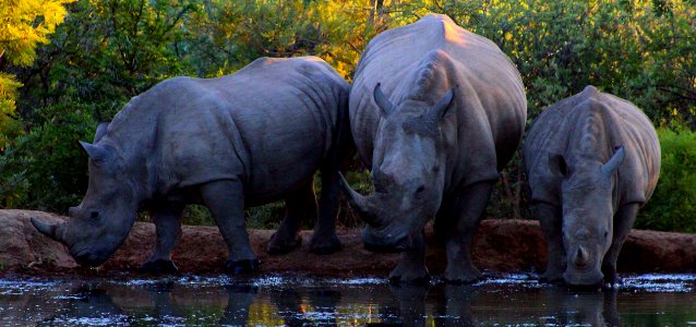 Wildlife, Rhinoceros, Mammal, Terrestrial Animal