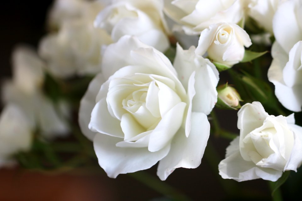 Flower, White, Rose Family, Rose