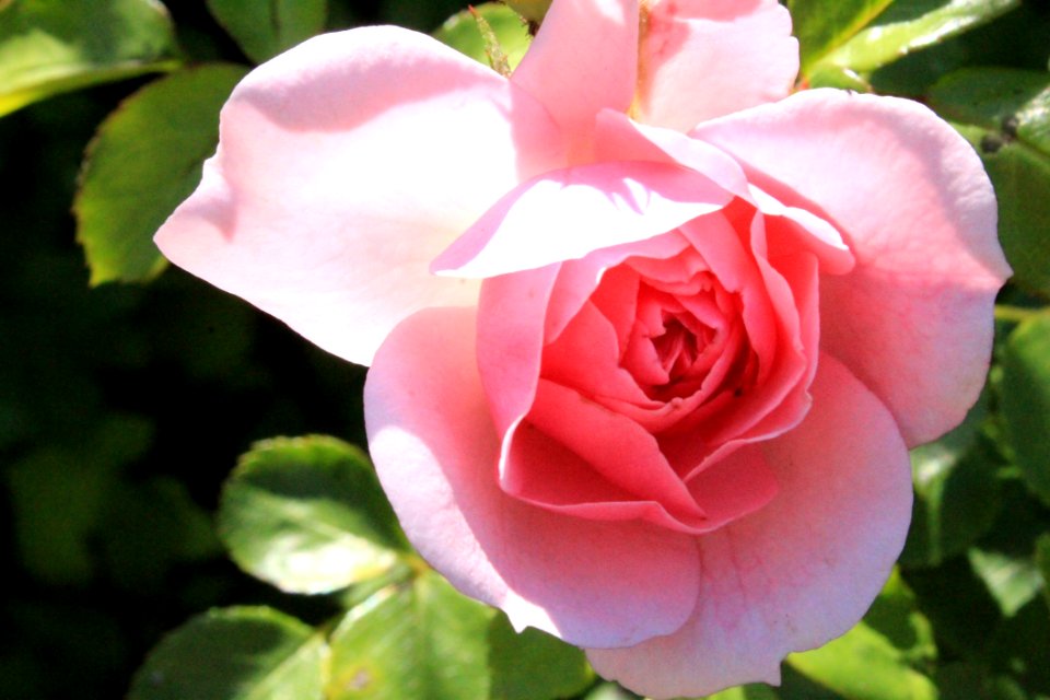 Rose, Rose Family, Flower, Pink
