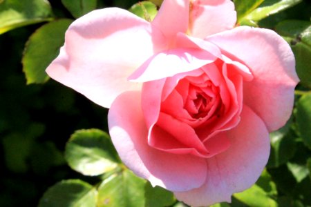 Rose, Rose Family, Flower, Pink