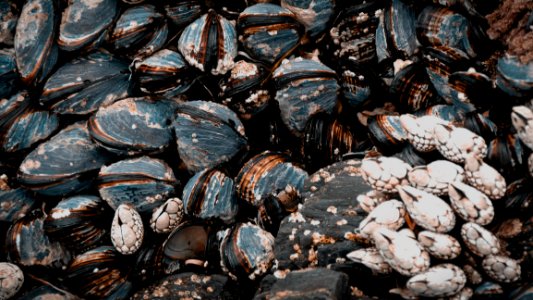 Mussel, Clam, Clams Oysters Mussels And Scallops, Animal Source Foods photo