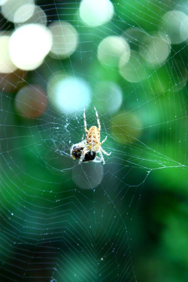 Spider Web, Green, Invertebrate, Spider