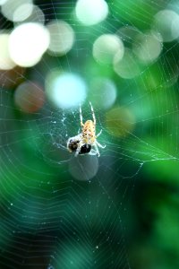 Spider Web, Green, Invertebrate, Spider