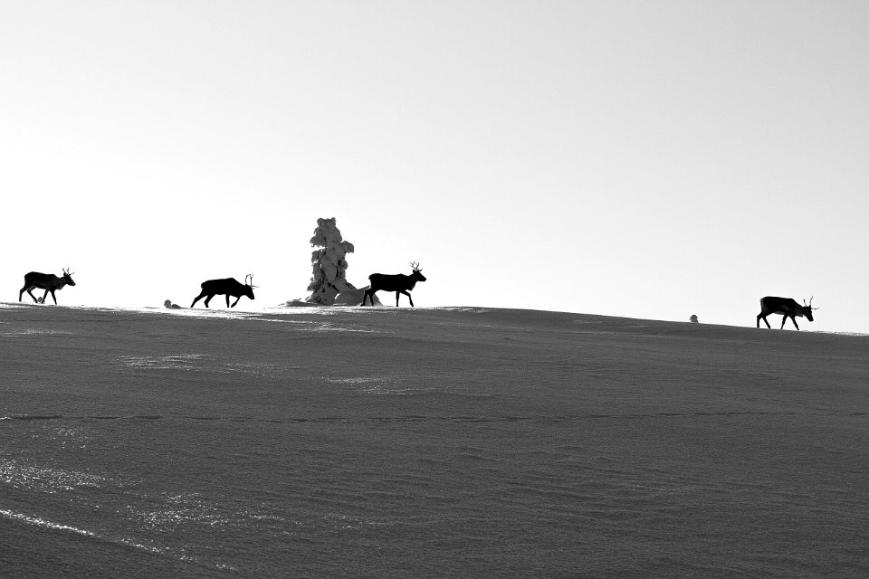 Black And White, Sky, Monochrome Photography, Monochrome