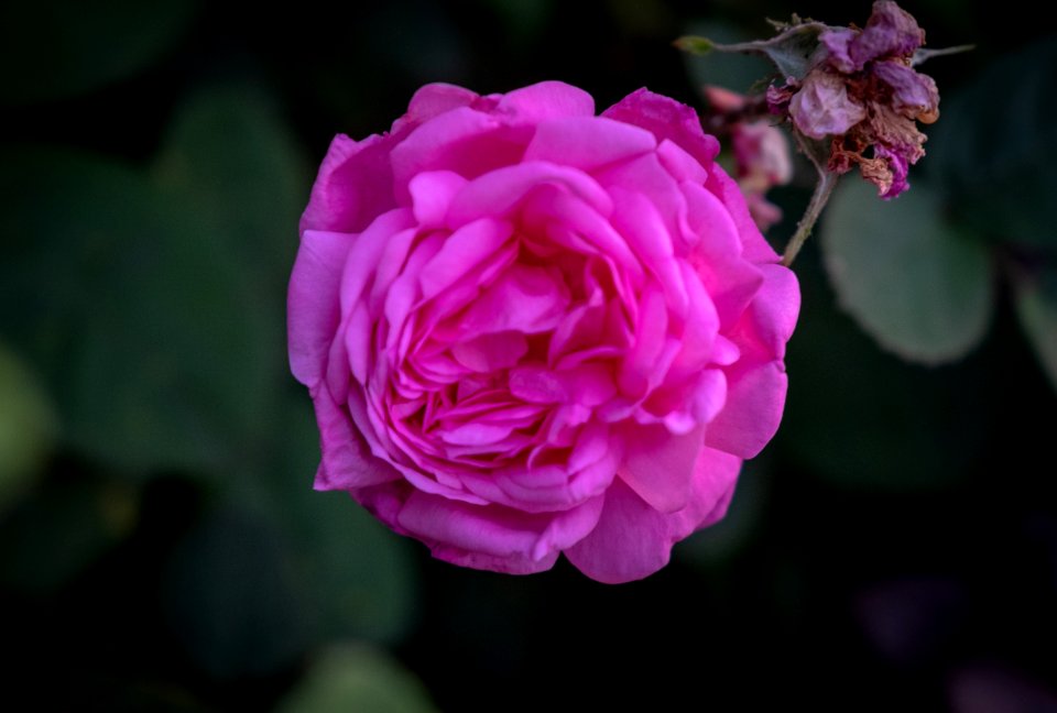 Flower, Rose, Rose Family, Pink