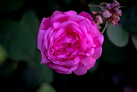 Flower, Rose, Rose Family, Pink photo