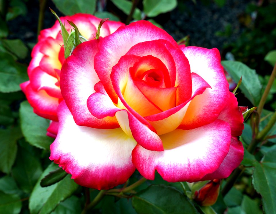 Flower, Rose, Garden Roses, Rose Family