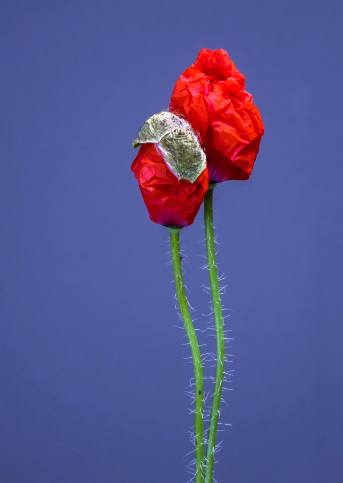 Flower, Red, Flowering Plant, Plant Stem