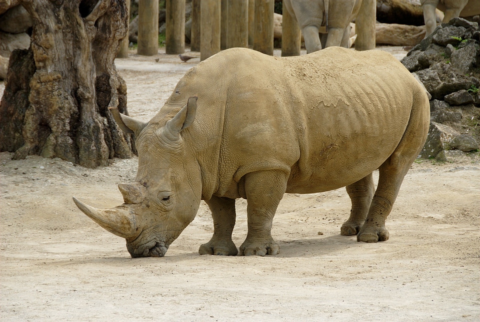 Wild animal africa