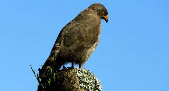 Bird, Bird Of Prey, Beak, Hawk