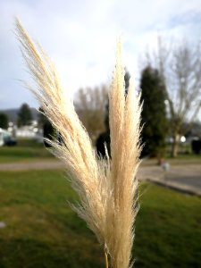 Grass, Plant, Grass Family, Phragmites