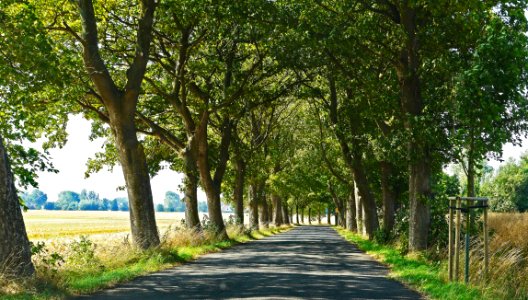 Tree, Road, Nature, Path