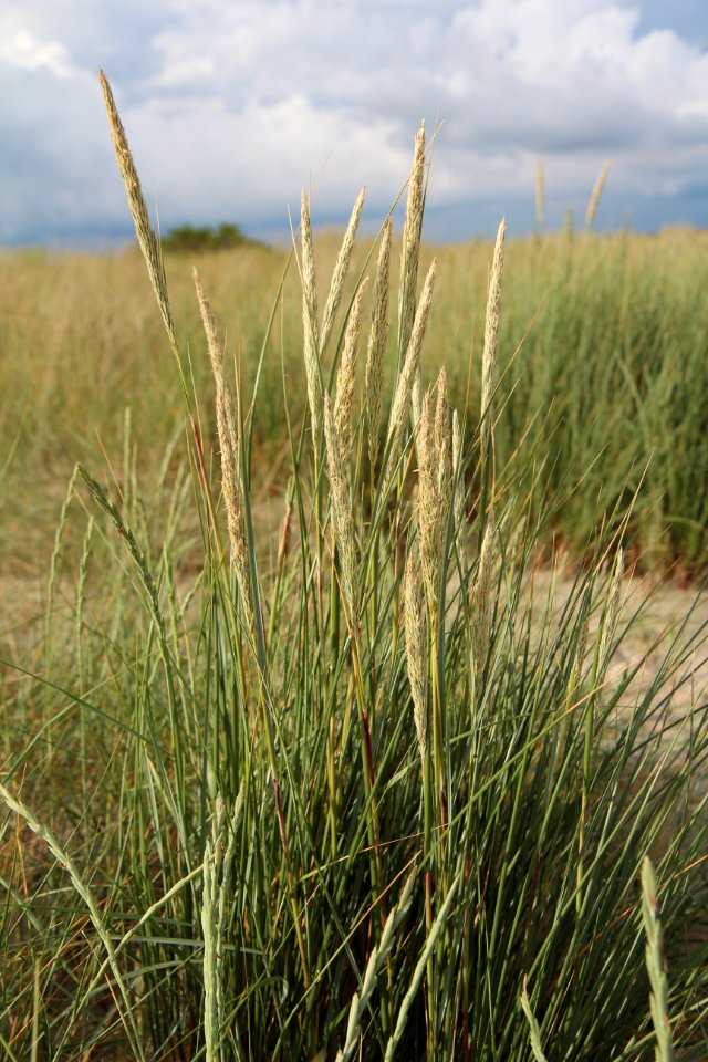 Ecosystem, Plant, Grass, Grass Family