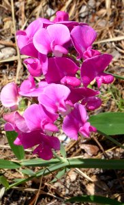 Flower, Plant, Flowering Plant, Everlasting Sweet Pea