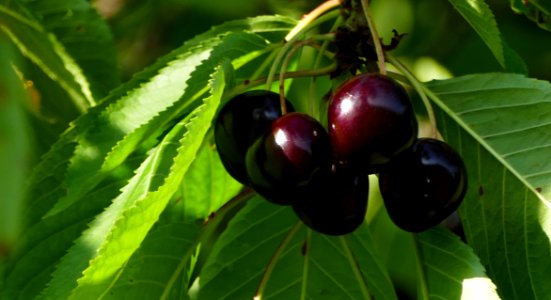 Cherry, Fruit, Plant, Natural Foods