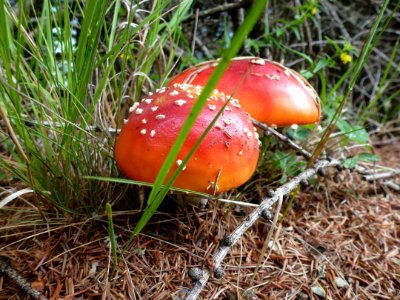 Mushroom, Fungus, Agaric, Penny Bun photo