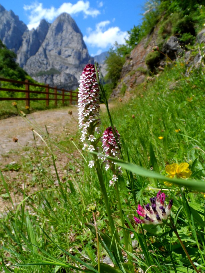 Plant, Flora, Flower, Ecosystem