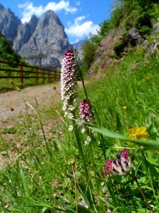 Plant, Flora, Flower, Ecosystem