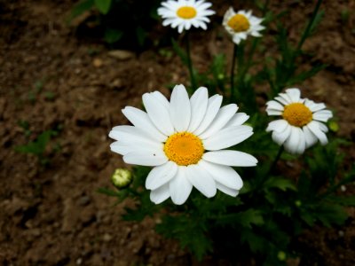 Flower, Plant, Flora, Chamaemelum Nobile