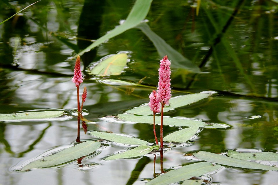 Water, Plant, Flora, Vegetation