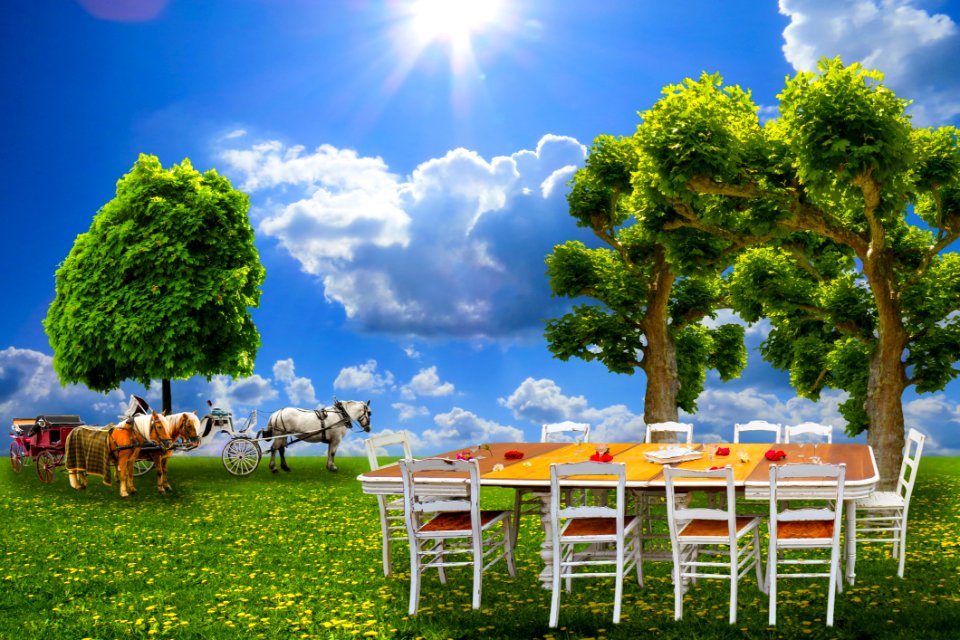 Nature, Sky, Tree, Grassland