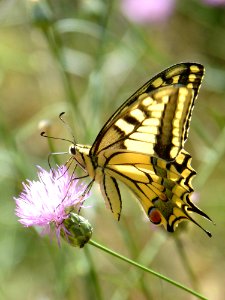 Butterfly, Moths And Butterflies, Insect, Brush Footed Butterfly