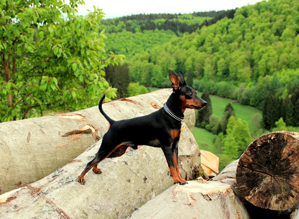 Dog, Dog Like Mammal, Dog Breed, Pinscher