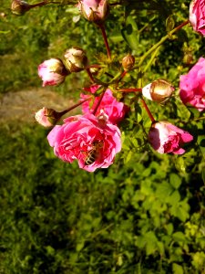 Flower, Plant, Rose Family, Flowering Plant