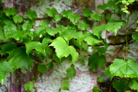 Leaf, Vegetation, Plant, Flora