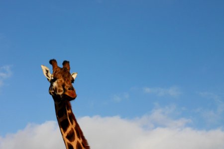 Giraffe, Giraffidae, Sky, Mammal