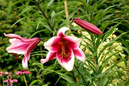 Flower, Lily, Plant, Flora