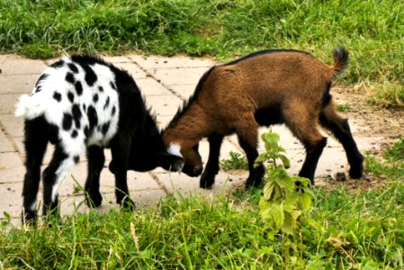 Goats, Goat, Pasture, Grazing