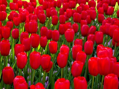Flower, Red, Plant, Flowering Plant