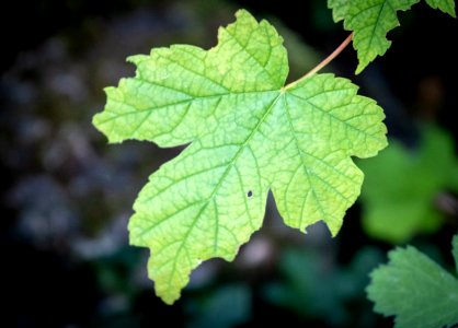 Leaf, Grape Leaves, Grapevine Family, Plant Pathology photo