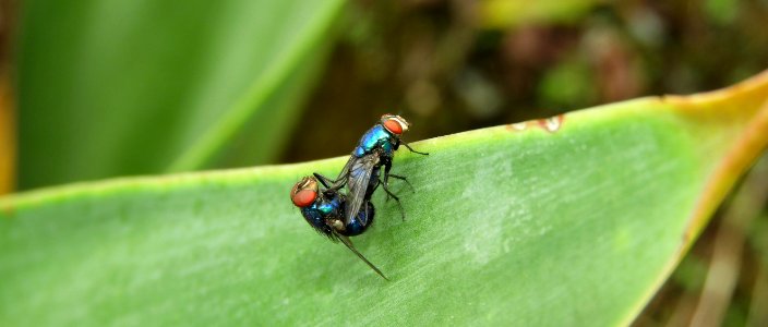 Insect, Macro Photography, Pest, Fly