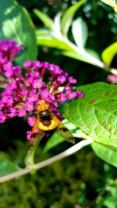 Bee, Flora, Nectar, Insect