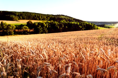 Crop, Field, Grass Family, Agriculture photo