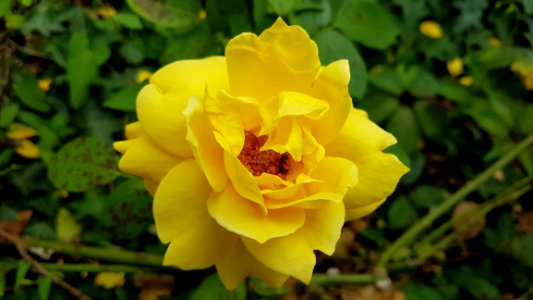 Flower, Yellow, Rose Family, Flora