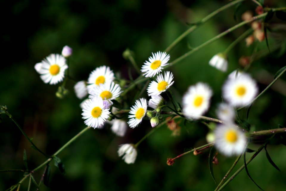 Flower, Flora, Plant, Chamaemelum Nobile