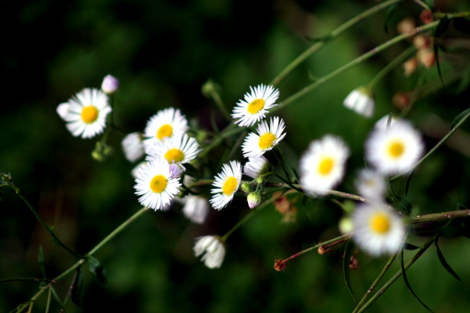 Flower, Flora, Plant, Chamaemelum Nobile photo