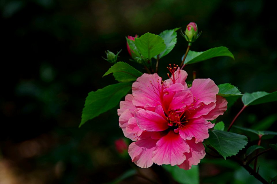 Flower, Plant, Flowering Plant, Flora