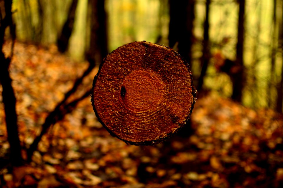Organism, Trunk, Wood, Macro Photography