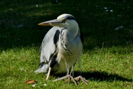 Bird, Beak, Ecosystem, Fauna photo