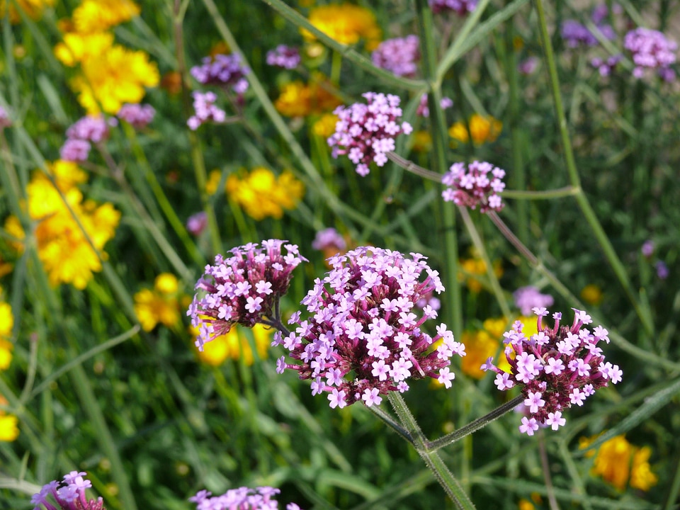 Blossom purple floral