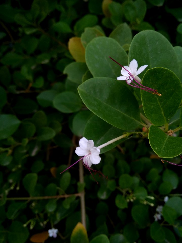 Plant, Flora, Flower, Leaf