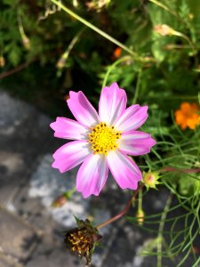 Flower, Flora, Plant, Garden Cosmos