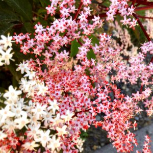 Plant, Flower, Flora, Spring