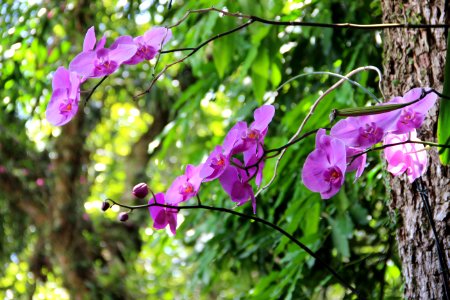 Flower, Flora, Plant, Pink