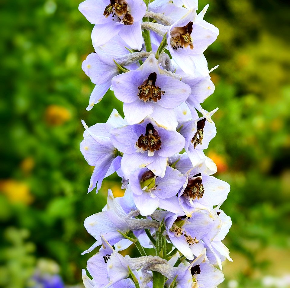 Flower, Flora, Delphinium, Plant